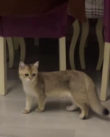 qoyun heyvan: Britan, Erkək, Yaxşı əllərə, Ödənişli çatdırılma — 3