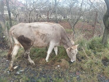 Dişi, il: 4, Südlük, Ünvandan götürmə