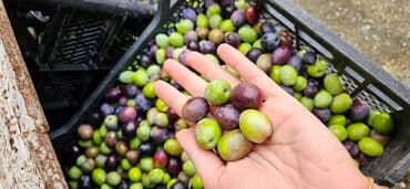 ağ şanı üzümü: Təzə yığılmış süfrə və yağlıq zeytun - Rəng palitrası: yaşıl — 1