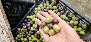 meyve tərəvəz: Məhsul: Təzə yığılmış zeytun Təsvir: Turk zeytunu - Öz bağından — 7