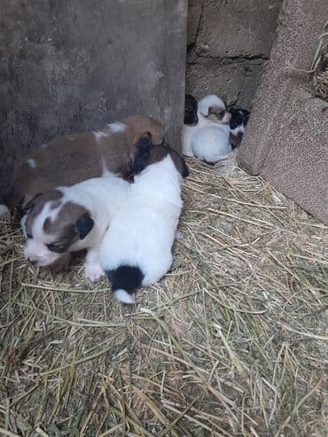 balalı ineylər: Zvonok, 1 ay, Dişi, Ünvandan götürmə — 4