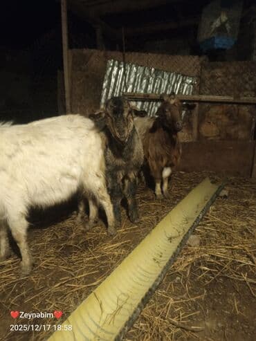 Inəklər, öküzlər: 7 bas disi damazliga yararli elde saxlanan tam saglam keci cepis — 4