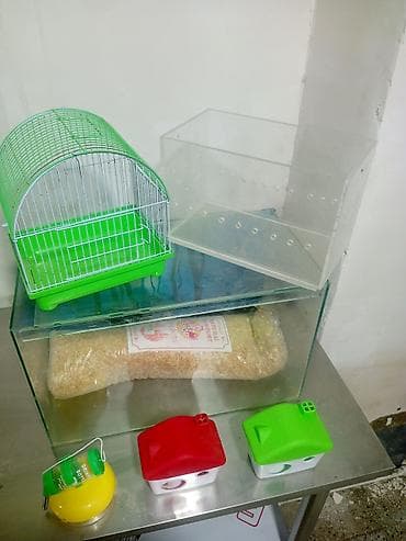 ev itleri balaca: Kiçik ev heyvanları üçün aksesuar və ləvazimatlar dəsti - Şüşə — 1