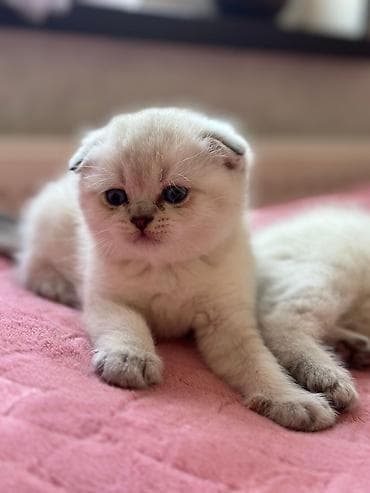 pisikler ucuz: Şinşilla, Erkək, Pulsuz çatdırılma — 3