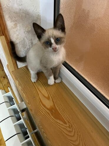 возьму котенка в добрые руки: Yaxşı əllərə — 4