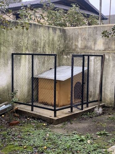 где можно купить собаку мальтипу: Ретривер, Самец — 3