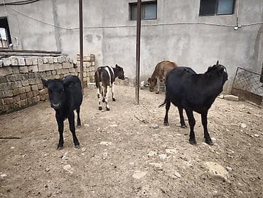 südlük inek satilir: Dana, buzov, Dişi, Holsteyn, Simental, ay: 1, Damazlıq, Südlük, Ünvandan götürmə, Ödənişli çatdırılma — 9