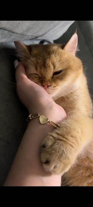 pisik şekilleri: Qızıl şinşilla — 2