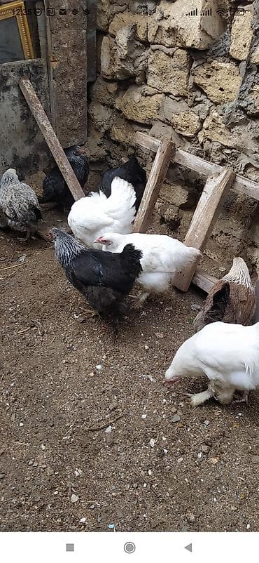 toy budel: Toyuq, Brama, Damazlıq — 3