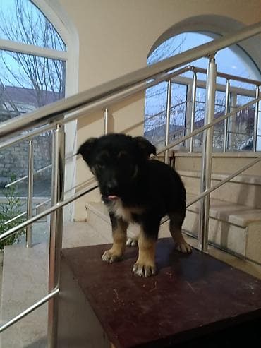 aston martin rapide 6 v12: Alman çoban iti, Peyvəndli — 1