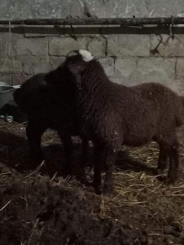 Pişiklər: Məhsul: Qoyunlar (2 baş) Təsvir: - Qara-qəhvəyi yunlu, alnında ağ — 2