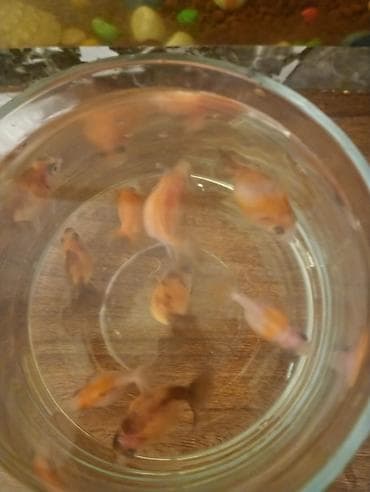 ev balığı: Aranda balıq 4 manat — 3