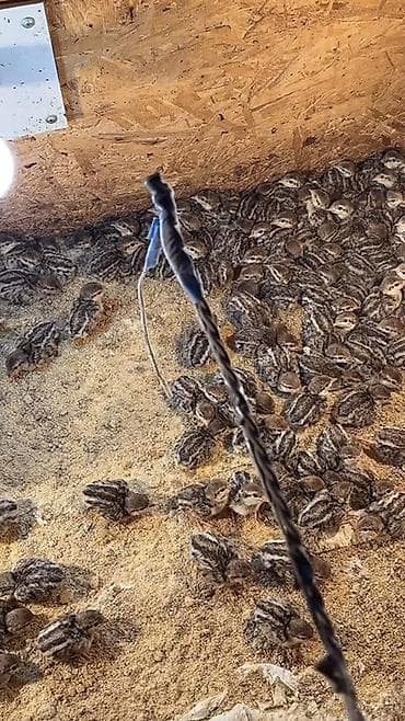 bala it sekilleri: Tam sağlam xınalı kəklik balaları satılır çıxışdarımız olacağ yenə — 1