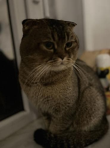 sarı pişik: Şotland, Erkək, Yaxşı əllərə — 2