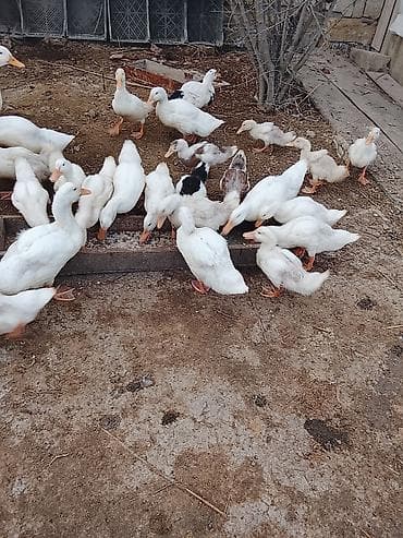 Gəmiricilər: Salam sağlam heyvanlardı Pekin ördəyidi ətlik — 2