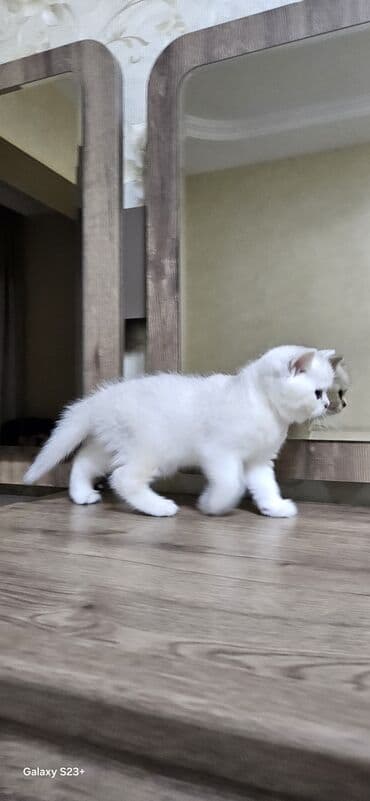 Digər heyvanlar: Şinşilla, Erkək, Yaxşı əllərə, Ünvandan götürmə — 3