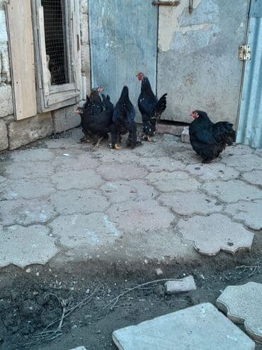 xarkov sortu toyuq: Toyuq, Brama, Damazlıq — 1