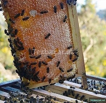 Salam özüm arıçıyam öz teserufatımın mehsuludu.Təmizliyinə 100 faiz