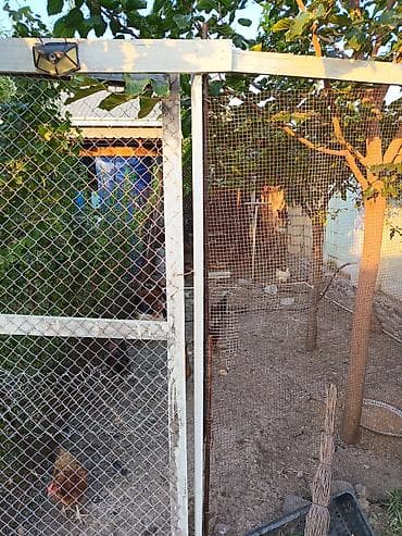 ağaç satışı: Avtozavod qəsəbəsi tərəfdə, Əfrasiyab Bədəlbəyli küçəsində 5 sot — 4