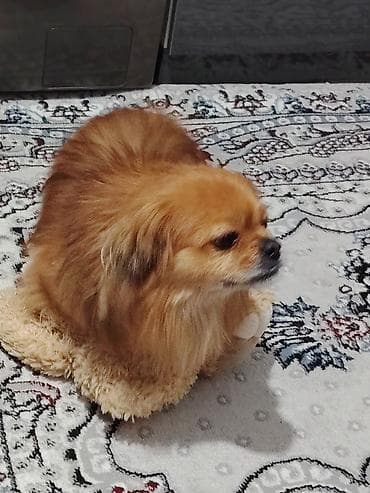 limuzin it: Пекинес, 1 год, Самец — 2