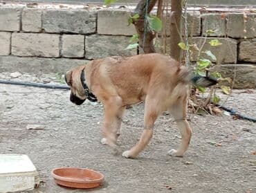 qurdbasar balaları: Qurdbasar, 3 ay, Dişi, Ödənişli çatdırılma — 5
