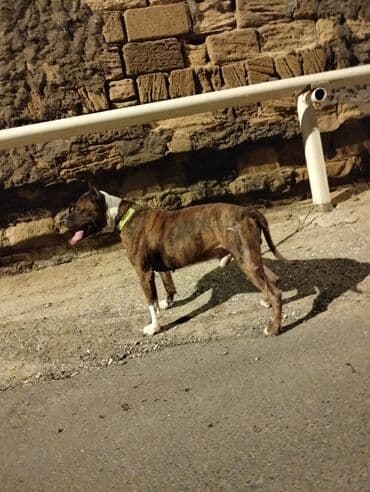 Senedleri var 3 yasi var tapanca Kimii doyusur tecili satilir barterde lalafo.az -da Senedleri var 3 yasi var tapanca Kimii doyusur tecili satilir barterde