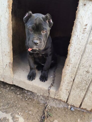 pop it: Кане-корсо, 3 месяца, Самка, Платная доставка, Бесплатная доставка, Доставка в районы — 3