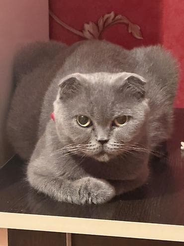 Britan yastı qulaq, Yaxşı əllərə