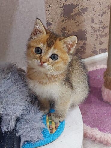 şotland pişiyi etibarlı əllərə verilir: Şotland, Dişi, Yaxşı əllərə, Ünvandan götürmə — 5