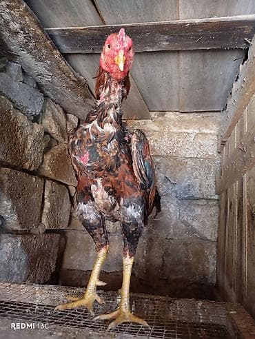 reks dovşan: Heyratı yumurtası satılır.Ariginal,təmiz qan heyvanlardı — 4