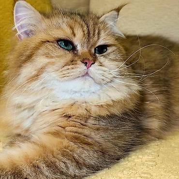 Pişiklər: Qızıl şinşilla, Erkək, Cütləşmə üçün — 2