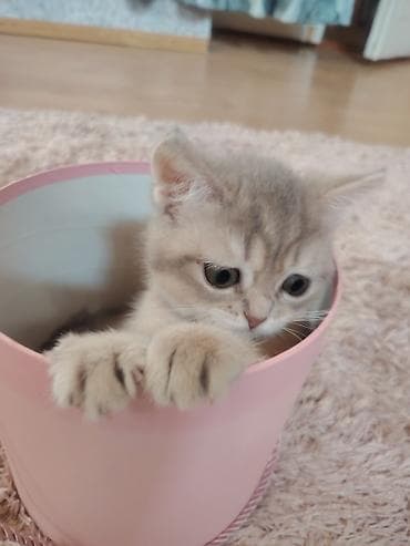 gozel pisik sekilleri: Qızıl şinşilla, Dişi, Yaxşı əllərə, Ünvandan götürmə — 4