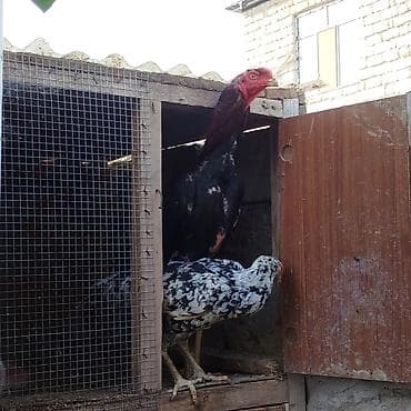 sevgi qusu: Herati xorzu və toyqu cut satlr 90 — 2