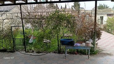 tecili satilan heyet evleri: Merdekanda bağ evi 7sot 2 ev 1 abyekt her cür ağaclar var merdekan — 2