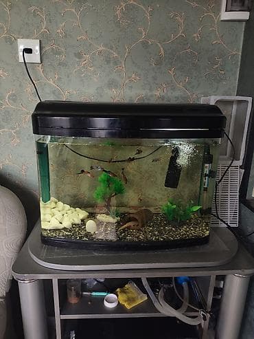 İtlər: 72 litr akvaryum tək bos akvaryum satilir tam oval 60 uzunluqu,30 — 3