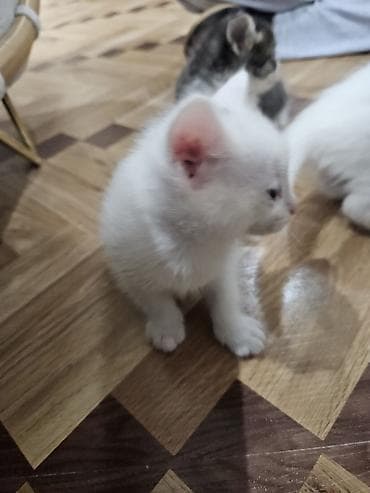 pisik esyalari: Yaxşı əllərə — 3