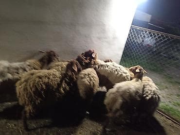 Dişi, Qala, il: 1, 50 kq, Damazlıq, Ünvandan götürmə