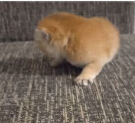 сколько стоит британский кот: Britan, Dişi, Yaxşı əllərə, Ünvandan götürmə — 2