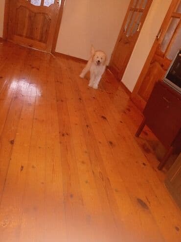 cinsi hevesi artiran dermanlar: Pudel, 5 ay, Erkek, Peyvəndli, Pulsuz çatdırılma — 4