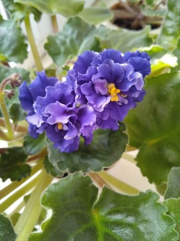 orxideya gülünün qiyməti: Цветущие фиалки.По 8м — 6