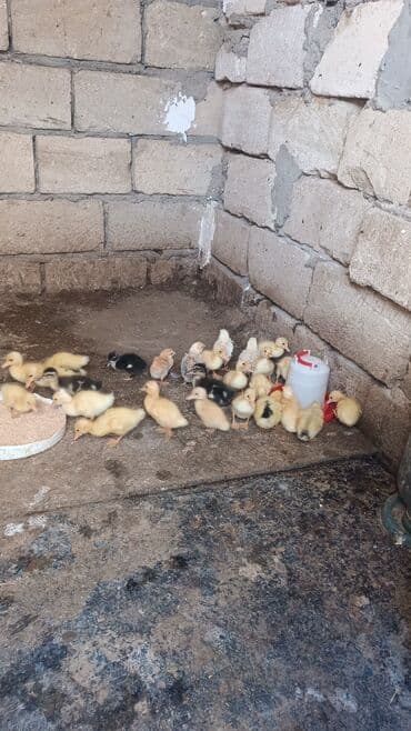 Коровы, быки: Куриные цыплята, Для мяса — 1