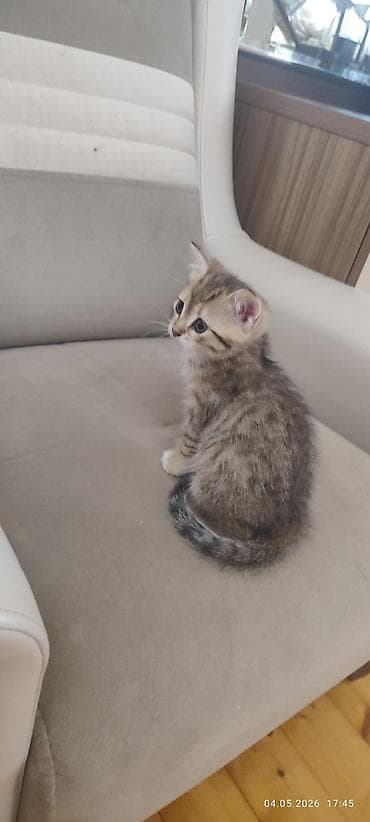 Sakit və şirindi. qum tərbiyəsi var