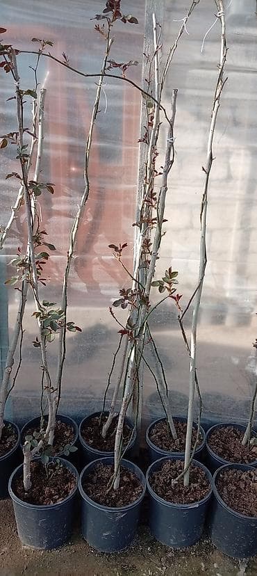 divar kaqizlari: Məhsul: Dırmaşan/kolgötürən gül (sarmaşıq qızılgül) şitilləri – qabda — 3