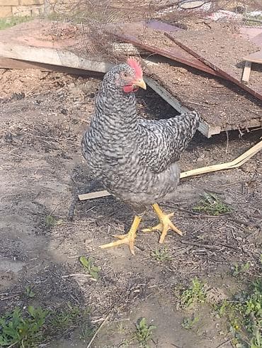 cücə və xoruz təmsil: Toyuq, Yumurtalıq — 1