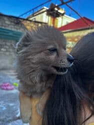 цены на собак: İt satılır — 2