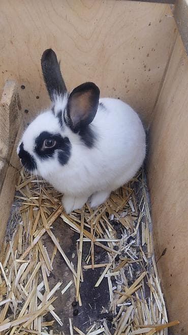 kend toyugu: Toyuq, Broyler, Ətlik — 4