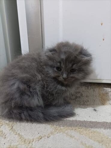 мейн кун: Британская, Самец, Самка, В добрые руки, Самовывоз, Бесплатная доставка, Платная доставка — 8