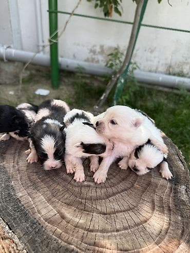 afçarka balaları: Şpitz — 8