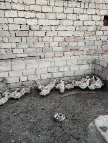 kend toyuqları: Qaz balaları satılır - Növ: Ağ ev qazı (məişət yetişdirilməsi üçün) - — 3