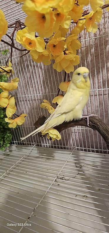 satilik bildircin: Sarı çex dişi satılır cüte hazır qızğın quşdu real alıcılar yazsın — 2